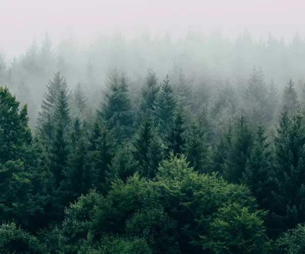 Placeholder Startpage Cloude Woods Forest