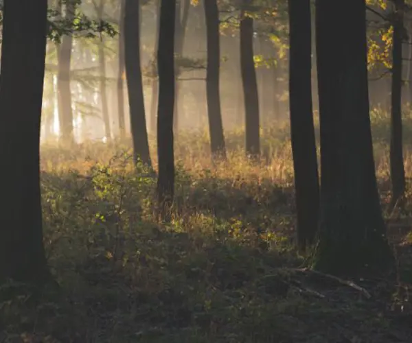Placeholder Misty Forest In The Morning