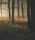 Placeholder Misty Forest In The Morning